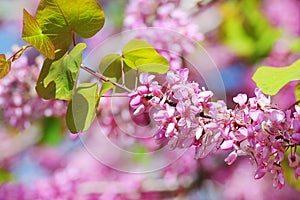 Flowering ÃÂercis siliquastrum, judas tree photo